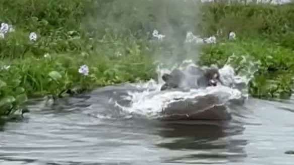 Kenia: Nilpferd geht auf Boot voller Touristen los