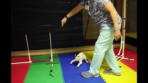 VIDEO: Cat agility course at Cat Fanciers cat show