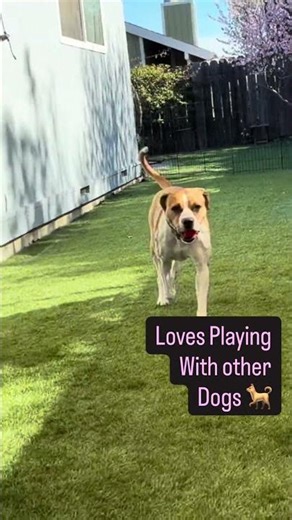 🐶 POSH is her name but she’s ANYTHING but “posh”. #dogtraining #rescuedog