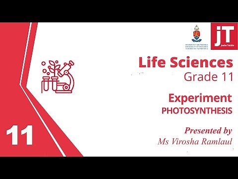 4 Gr 11 Life Sciences - Photosynthesis - Experiment