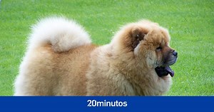 Animales y cosas más raras e interesantes del mundo