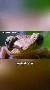 Ếch Coqui Bố - Đằng Sau Cuộc Chiến Bảo Vệ Đàn Con