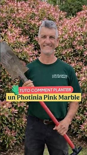 TUTORIAL - How to plant a Pink Marble Photinia in a clump? 🌿🪏