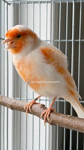 Sunrise Hues and Gentle Whispers: The Orange-White Canary’s Calm Presence 🌅✨ #OrangeCanary #CanaryBird #ExoticBird #BirdLovers #FeatherBeauty #TropicalBird #WildlifeColors #CanaryVibes #NatureLover #BirdPhotography #PetBird #ColorfulFeathers #OrangeAndWhite #PeacefulMoments | Ranger Canary