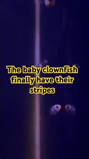 From egg to fish in the blink of an eye 🫣 #fyp #reeftank #clownfish #saltwateraquarium #findingnemo