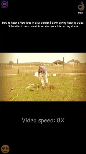 🌳 How to Plant a Plum Tree in Your Garden | Early Spring Planting Guide 🍑🌱