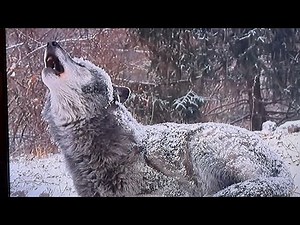 Animal Atlas: With Isaiah Ray S1E1 - Wolves
