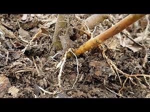 Experimenting with M111 apple rootstock