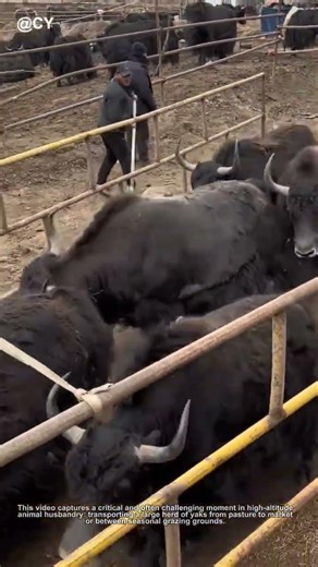 The Secret to Loading Yak Herds Safely! 🐂 | Smart Farming Transport