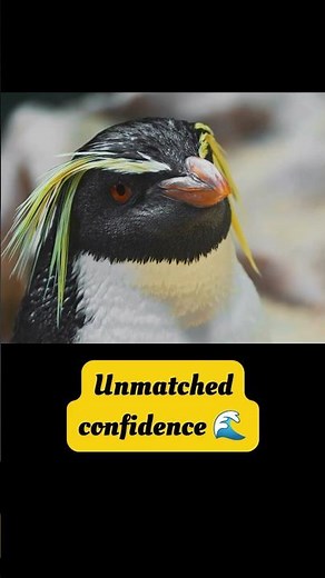 When a rockhopper penguin fixes its feathers 🐧