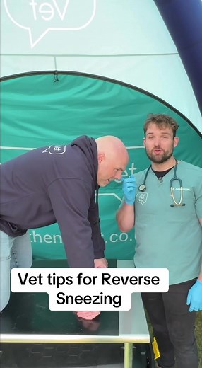 Essential Tips for Managing Your Dog's Reverse Sneezing