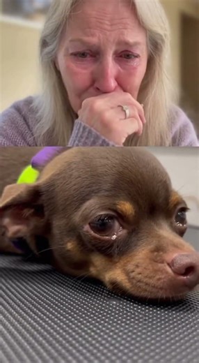 Our Tiny Chihuahua is Crying. Grandma's Heart is Broken. 💔😭 (This is Devastating)