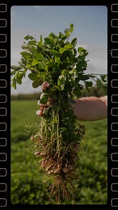 From a small group of farmers meeting in 1937 to today’s powerful community of agricultural advocates, Georgia Farm Bureau has spent 88 years standing strong for Georgia’s farmers. Our roots are in agriculture, and we’ve been dedicated to giving farmers a voice, advocating for their needs, and ensuring they have the support they deserve. But we don’t just stop there—today, we proudly provide top-quality insurance and customer service for everyone in Georgia. Whether you’re a farmer, a family, or