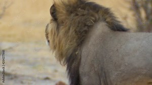 Close-up tracking shot following a male lion as he walks through the African wilderness