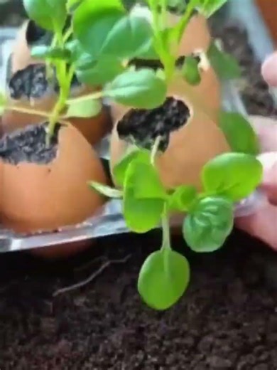 someone is planting using egg shells which are rich in vitamins
