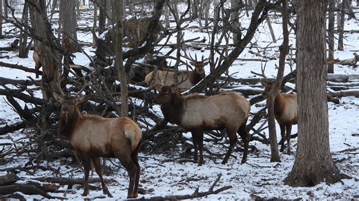 A gathering of bull elk standing in the crown of a wind blown ancient Burr Oak tree. Here the elk consumes the bark and branches of the oak which in it contains tannic acid. The dietary benefit of tannic acid enhances protein digestion and has antiparasitic effects. Tannins bind with the dietary protein preventing premature degradation in the rumen, allowing more protein to be absorbed in the intestine. In other words, tannic acid helps the body remove all nutrients from what they eat. This is h