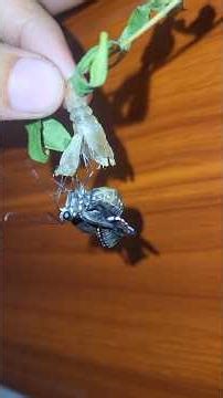 LIVE of Butterfly emerging from Pupa 😱 #minivlog #butterfly #caterpillar #butterflytransformation