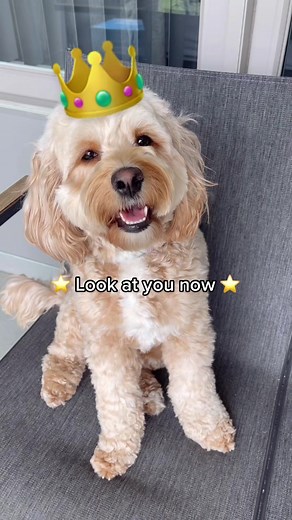 Meet Luna: The Adorable Cockapoo Pave the Way