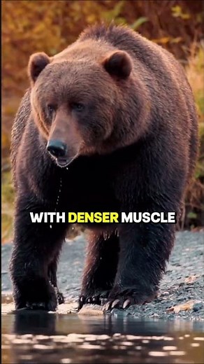 Polar Bear vs Kodiak Bear Who Would Actually Win