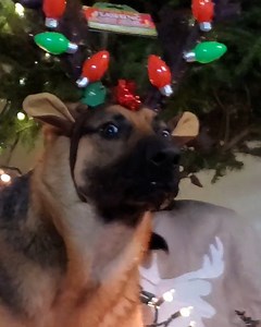 Christmas has come early for these pets! 🤣 | Animal Antics