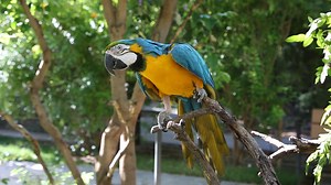 112 reactions · 11 shares | We're squawking to our own beat on #WorldParrotDay! Blue-and-yellow macaws communicate through vocalizations, or squawks. Macaws, like many birds, sing for many reasons including socializing, territorial calls, when hunting for food, or for breeding reasons. 列 | Reid Park Zoo | Facebook