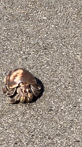 Ecuadorian Hermit Crab | Nancy Anderson