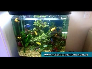 Aqua One 620T Cichlid capacity tips Aquarium Adven