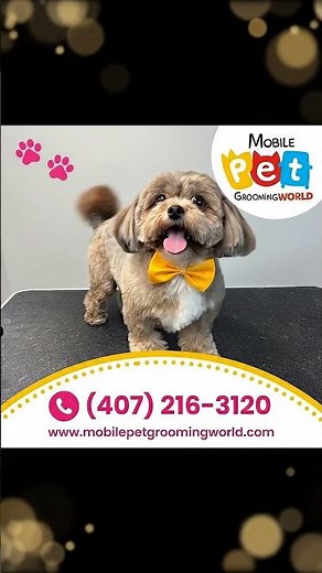 Grooming on wheels | glow‑up — sweet dog 💖🐾