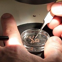 Video: The Tomato/GFP-FLP/FRT Method for Live Imaging of Mosaic Adult Drosophila Photoreceptor Cells