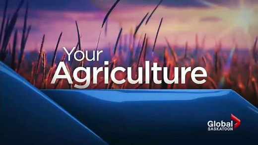 Farmers expert voices behind Saskatchewan crop report