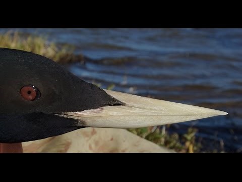 Alaska's Yellow-Billed Loons