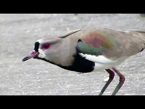 AVES NA NATUREZA - O CANTO DO QUERO QUERO (Vanellus chilensis)