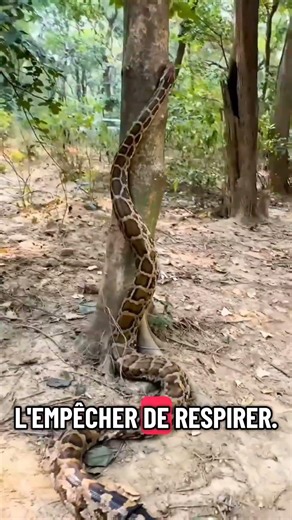 Le Python : Le Serpent Géant Qui Tue Sans Venin 🐍