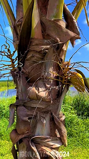 Whoever Ate Forbidden Fruit From Is Alien Tree Was Infested With Reptilian Parasite & Become Reptiloid. Can it Be? #igorkryan #shorts #alienplant #alienlifeform #reptilaintree #reptilian #alienlifeforms #forbiddenfruit | Creator’s Riddle: Darwin vs. God