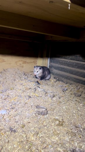 Opossum Antics: Hilarious Moments with Fuzzy Friends