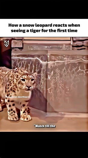 How a snow leopard reacts when seeing a tiger for the first time