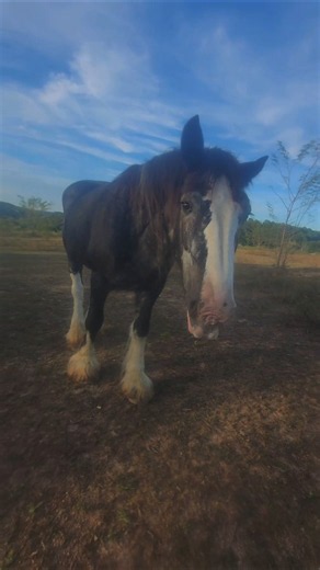 Rescue Clydesdale's Happy Place🐎