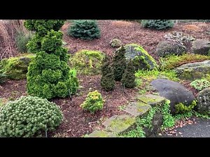 Thuja occidentalis 'IslPrim' Primo® Dwarf Arborvitae January 31, 2020