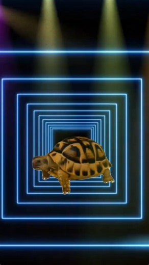 Turtle 🐢 #shorts #funny