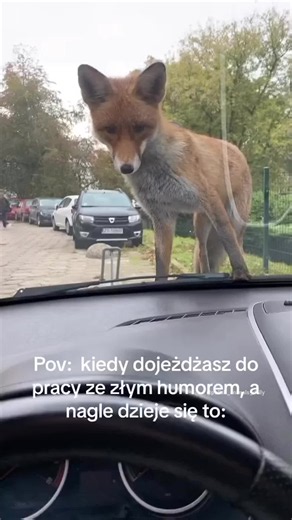 Polish Girl Finds a Fox Staring Through Her Car Window! 🦊🚗😂 Day 690.5 of posting Random Polish Animal Videos (video 78 of 289). Your video? DM me for credit on e-mail from BIO. #polish #poland #beavers #bober #fun