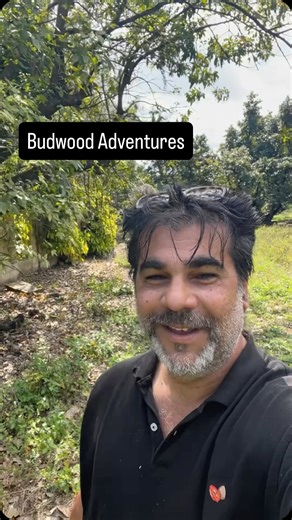 Collecting Budwood: Fruit Hunters’ White Sapote cultivar from an undisclosed location | Lara Farms