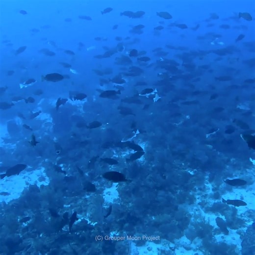 They’re back! 🐟 The Nassau Grouper have been located, and they’re here in the thousands. If you followed the Grouper Moon Project last year, you may remember the mystery. It was a “split year,” making spawning timing harder to predict, and despite extensive surveys at the spawning aggregation and around the entire island, scientists couldn’t find the fish. This year? Much better news. The grouper have already been found, and scientists have been collecting video data for facial recognition "mar