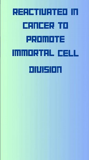 Telomerase TERT gene