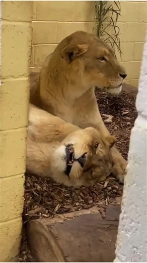 A lazy morning with Kumba and Vigo. 🦁💤 📽️ Don't forget, you can watch our lion brothers 24/7 on our live webcams! You can find all of our animal webcams on our website by following the link below. Watch now ➡️ https://eu1.hubs.ly/H0gYcqy0 | Wildheart Animal Sanctuary