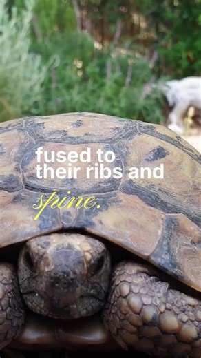 Turtles Can Feel You Touch Their Shell 😳🐢