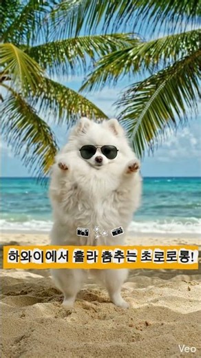 하와이에서 훌라 춤추는 초로로롱!