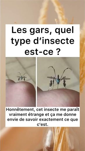 C’est quoi ça ? 😳 #Insecte #Mystère