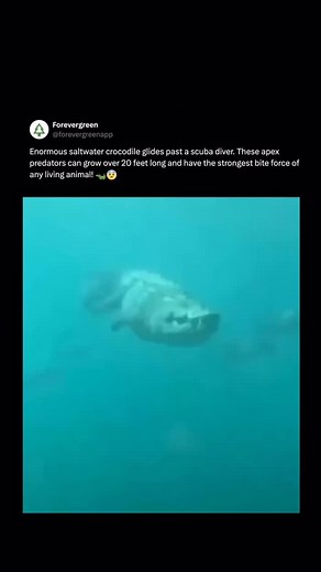 2.9M views · 26K reactions | The saltwater crocodile (Crocodylus...