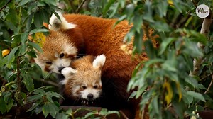 'Little Red' panda cub ventures outside at wildlife park in England