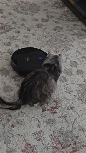 When a Siberian Cat Pusha Meets iRobot… During Carpet Cleaning 😹 #cat #catshorts #siberiancat #cute